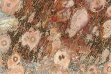 Polished Bird's Eye Jasper (Rhyolite) Slab - Mexico #279645-1